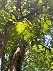 Acer platanoides