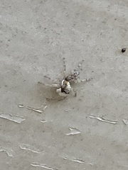 Menemerus semilimbatus