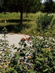 Papilio ornythion ornythion