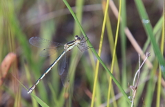 Lestes unguiculatus