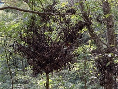 Cryphonectria parasitica