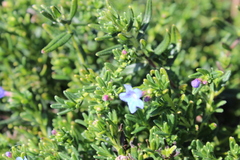 Glandora prostrata