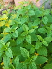 Mentha arvensis