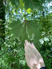 Acer platanoides