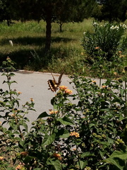 Papilio ornythion ornythion