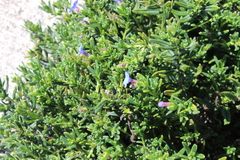 Glandora prostrata