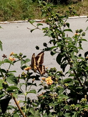 Papilio ornythion ornythion