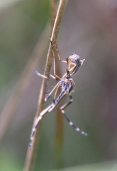 Psorophora ciliata