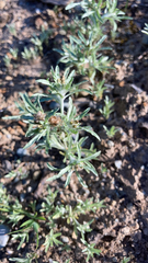 Gnaphalium uliginosum