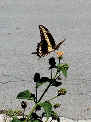Papilio ornythion ornythion