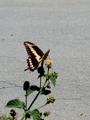 Papilio ornythion ornythion