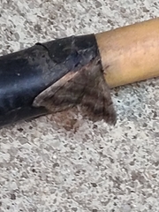 Phalaenostola larentioides