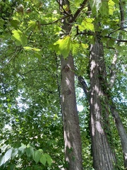 Acer platanoides