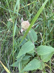 Monarda fistulosa
