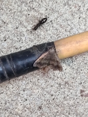 Phalaenostola larentioides