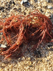 Gracilaria