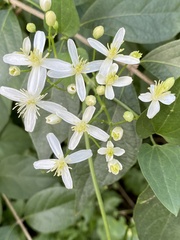 Clematis terniflora