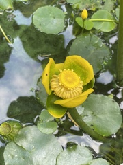 Nuphar variegata