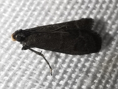 Eccopisa effractella