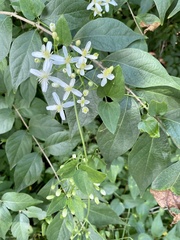 Clematis terniflora