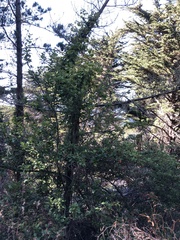 Frangula californica