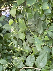 Clematis terniflora