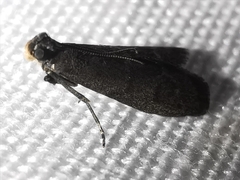 Eccopisa effractella
