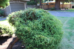 Chamaecyparis pisifera