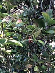 Frangula californica