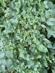 Clematis terniflora