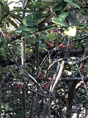 Frangula californica