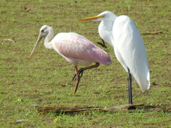 Platalea ajaja