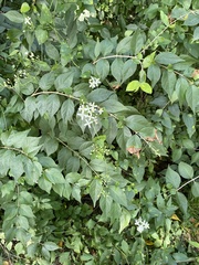 Clematis terniflora
