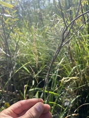 Poa palustris