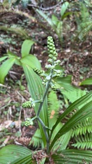 Veratrum fimbriatum