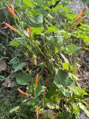 Ipomoea coccinea