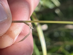 Poa palustris