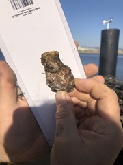 Ostreidae