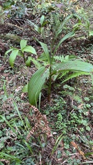 Veratrum fimbriatum