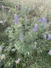 Lupinus argenteus