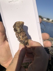 Ostreidae