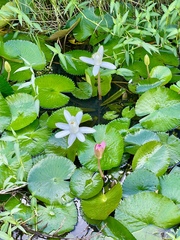 Nymphaea lotus