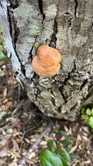 Fistulina hepatica