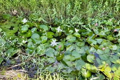 Nymphaea lotus