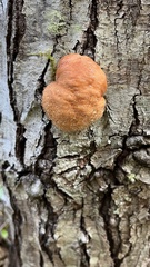 Fistulina hepatica