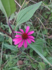 Echinacea purpurea