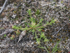 Millotia muelleri