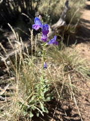 Penstemon strictus