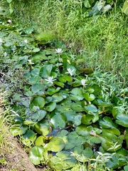 Nymphaea lotus