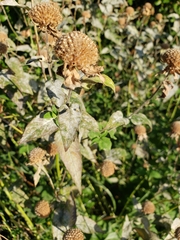 Pycnanthemum muticum